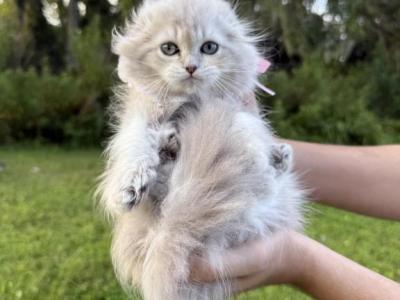 Blue Mink Girl - Scottish Fold - Gallery Photo #1