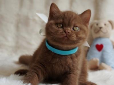 British Ugo - British Shorthair - Gallery Photo #1