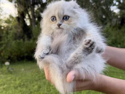 Blue Point Boy - Scottish Fold - Gallery Photo #1