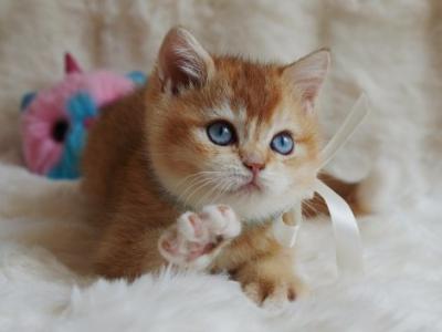 British Teddy - British Shorthair - Gallery Photo #1
