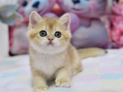 British Fluffy - British Shorthair - Gallery Photo #1