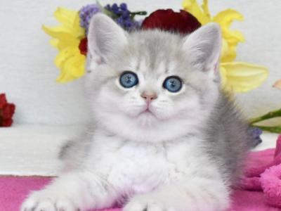 British Feya - British Shorthair - Gallery Photo #1