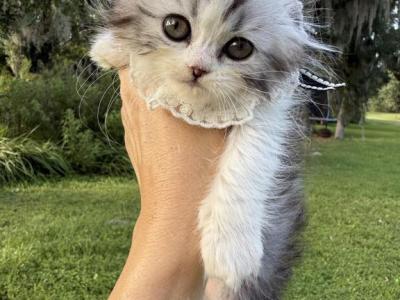 Black Silver Marble Fold Boy - Scottish Fold - Gallery Photo #1
