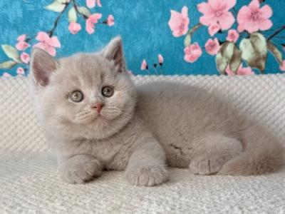 British Gabby - British Shorthair - Gallery Photo #1