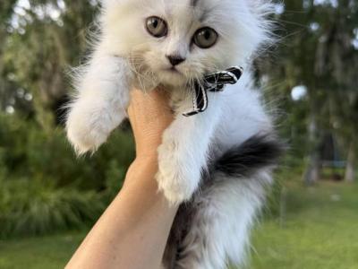 Black Silver Harlequin Fold Boy - Scottish Fold - Gallery Photo #1