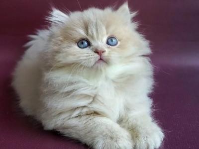 British Archi - British Shorthair - Gallery Photo #1