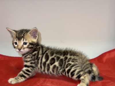 Mystify - Bengal - Gallery Photo #1