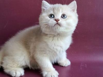 British Alisa - British Shorthair - Gallery Photo #1