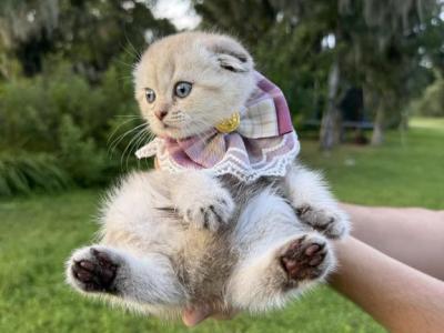 Mink Fold Girl - Scottish Fold - Gallery Photo #1