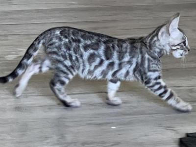 Silver Male - Bengal - Gallery Photo #1