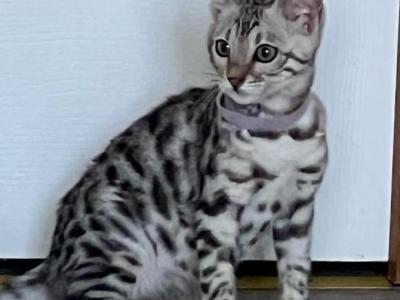 Silver Girl - Bengal - Gallery Photo #1