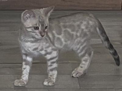 Snow Mink Male - Bengal - Gallery Photo #1