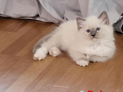 Ruby - Ragdoll - Gallery Photo #1