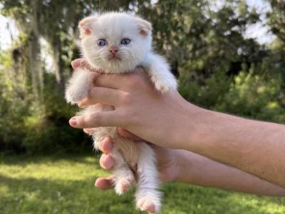 Red Point Boy - Scottish Fold - Gallery Photo #1