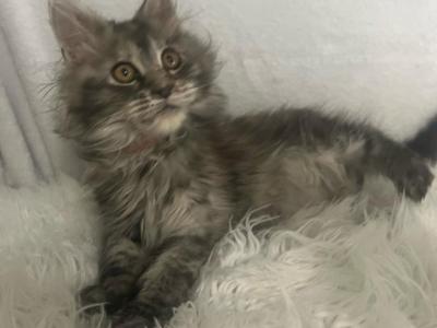 Maine Coon Female - Maine Coon - Gallery Photo #1