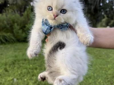 Point Shaded Boy - Scottish Fold - Gallery Photo #1