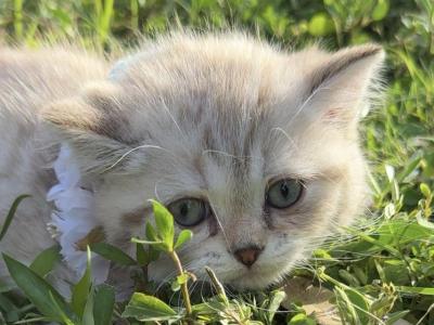 Mink Tabby Girl - Scottish Straight - Gallery Photo #1