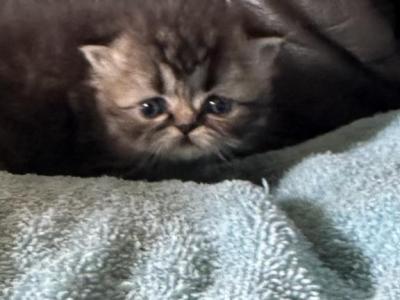 Fluffy - Persian - Gallery Photo #1