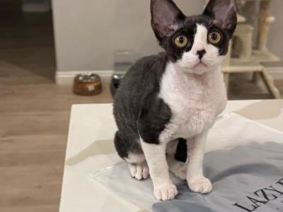 Pandaa - Devon Rex - Gallery Photo #1