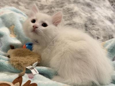 Duchess Of FirCountry Siberians - Siberian - Gallery Photo #1