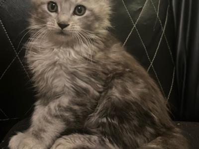 Lagertha Litter - Maine Coon - Gallery Photo #1
