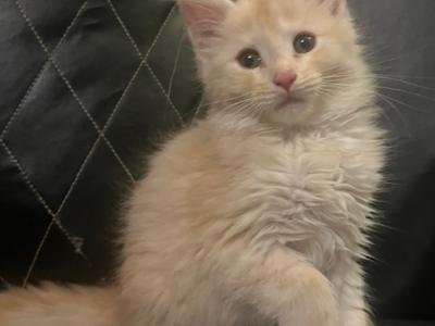 Kneesa Litter - Maine Coon - Gallery Photo #1