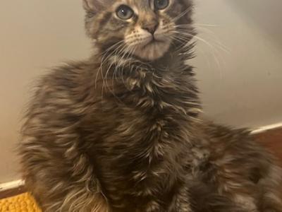 Xena Litter - Maine Coon - Gallery Photo #1