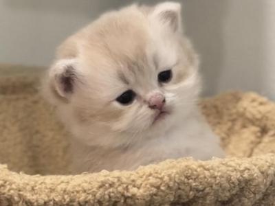 Bobo - British Shorthair - Gallery Photo #1