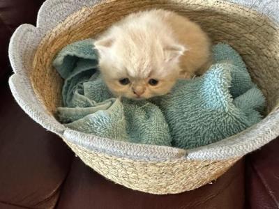 Cinnamon - Persian - Gallery Photo #1