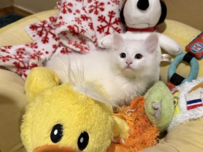 Yoshi Of FirCountry Siberians - Siberian - Gallery Photo #1