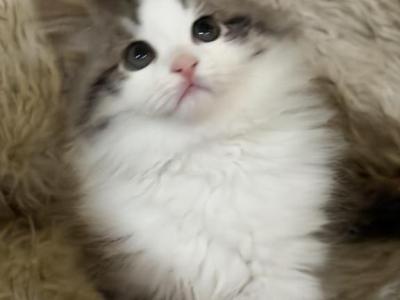 Sushi Of FirCountry Siberians - Siberian - Gallery Photo #1