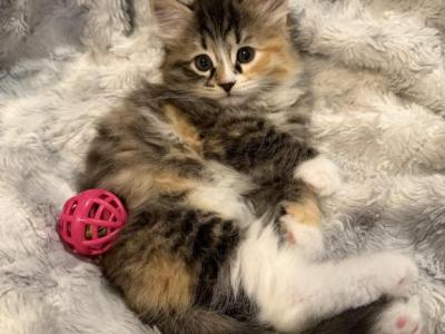 Butterscotch Of FirCountry Siberians - Siberian - Gallery Photo #1