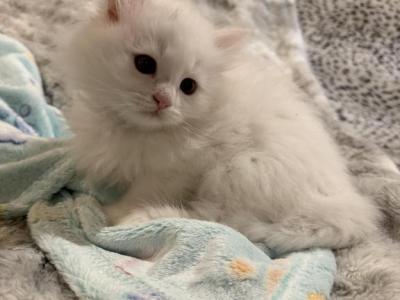 Dumpling Of FirCountry Siberians - Siberian - Gallery Photo #1