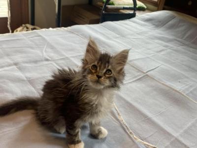 LapCats Kittens - Maine Coon - Gallery Photo #1