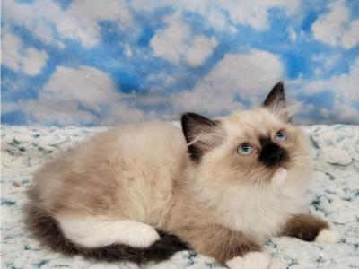 Prudence Female 1 - Ragamuffin - Gallery Photo #1