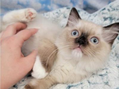 Prudence Female 2 - Ragdoll - Gallery Photo #1