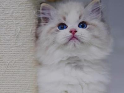 Camellia - Ragdoll - Gallery Photo #1