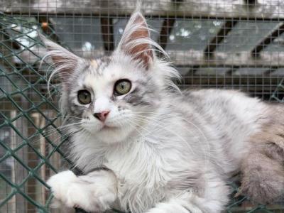 Lois Lane - Maine Coon - Gallery Photo #1