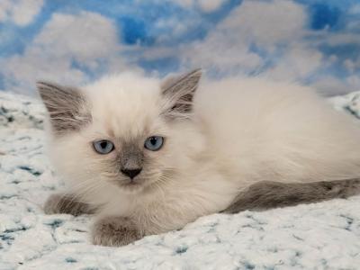 Prudence Male 1 - Ragamuffin - Gallery Photo #1