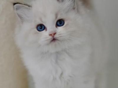 Camellia - Ragdoll - Gallery Photo #1