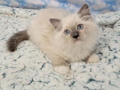 Prudence Male 2 - Ragdoll - Gallery Photo #1