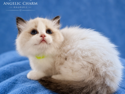 Sapphire - Ragdoll - Gallery Photo #1