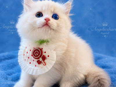 Pearl - Ragdoll - Gallery Photo #1