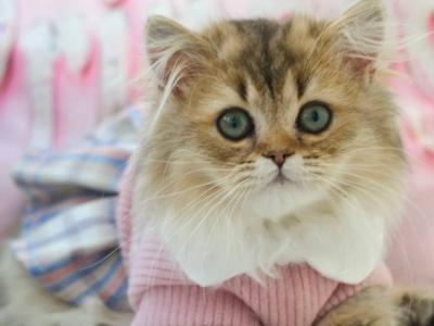 Danna - Munchkin - Gallery Photo #1