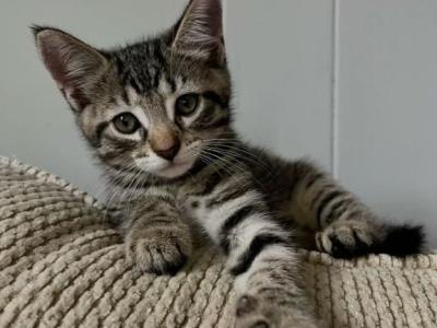 Star - American Shorthair - Gallery Photo #1