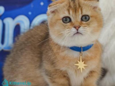 Fred - Munchkin - Gallery Photo #1