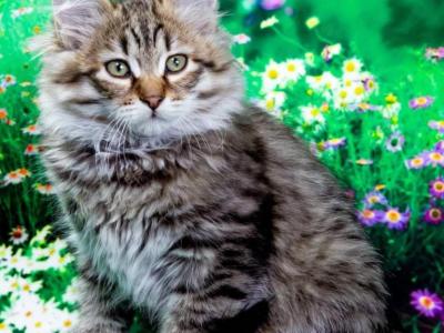 Dementiy - Siberian - Gallery Photo #1