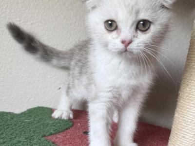 Stormy - Scottish Fold - Gallery Photo #1