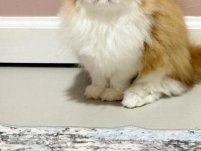 Key - Persian - Gallery Photo #1