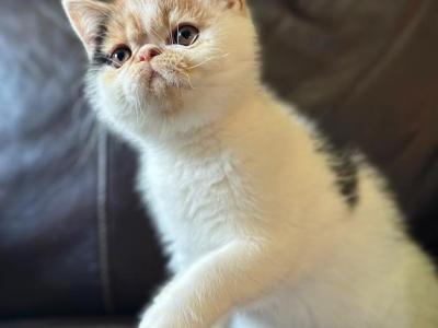 Frannie - Exotic - Gallery Photo #1